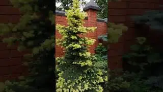Ель колючая Мaйголд Picea pungens Maigold "Золото Мая"