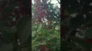 Черемуха, вкусная ягода!