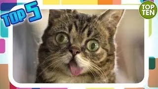 I 5 animali più famosi del web