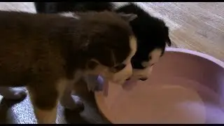 Husky Puppies Drink Water for the First Time
