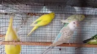 Budgies ke breeding aur cage setup