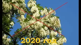 2020 There will be no honey from acacia!