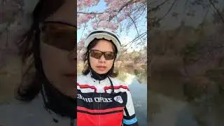 Spring ride in japan|| Cherry Blossoms