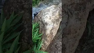 Pedra gigante removida da plantação de mandioca