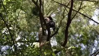 HE FELL OUT OF THE TREE?!