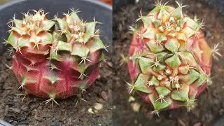 Gymnocalycium Sepia B Rare Conjoined Heads Cactus - Glass Garden
