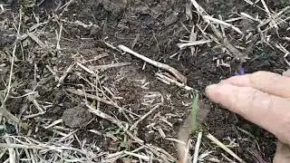 Стан озимини на 1.11.24.