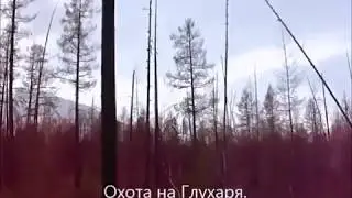 Охота на Глухаря.