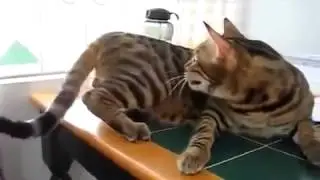 Нервишки шалят