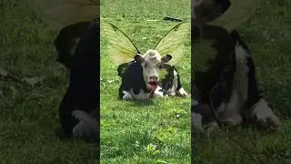 Летающая корова поёт песенку 