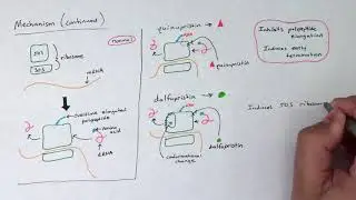 Streptogramins