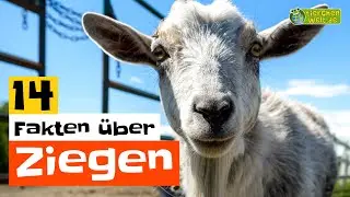 14 Steckbrief-Fakten über Ziegen 🐐 - Doku-Wissen über Tiere - für Kinder
