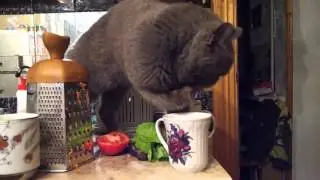 Смешной кот