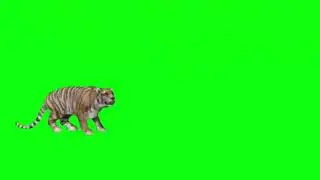 Green Screen Tiger Effect Part 2