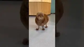 Собачка с дурацкой стрижкой