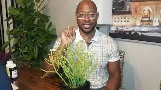 Pencil Cactus made easy