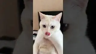 кошка и кот #cat #кот