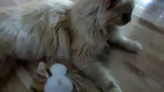 Kitten Vlog #3 - Lil'Kinz Size