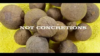 Eggs! Living Organism! First Seeds of Life! Mud Fossils- Washington USA Frozen in state of mitosis