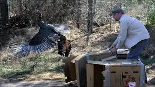 National Wild Turkey Federation in Texas