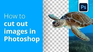 How To Cut Out Images & Remove Backgrounds In Photoshop - Adobe Tutorial