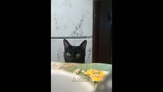 #еда #кот