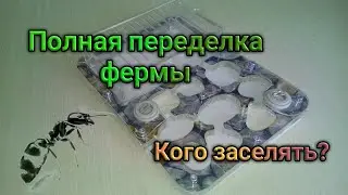 Как ГРАМОТНО перезапустить формикарий. Кого заселить? Акриловая муравьиная ферма.