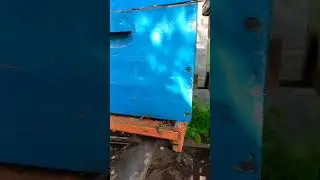las abejas a dos semanas de llegadas.