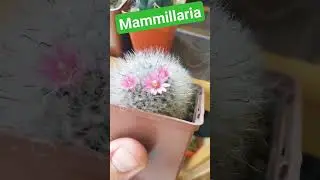 Цветение Маммилярий #кактусы #cactus #mammillaria #suculentas #garden #flovers