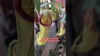 Kantong semar ini berhasil menjebak serangga #nepenthes #kantongsemar #biologi