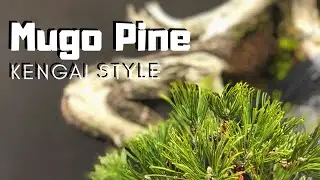 Mugo Pine KENGAI STYLE