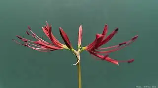 Red Spider Lily [Lycoris Radiata] Blooming Timelapse 8K 60fps