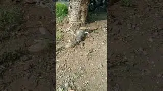 Biawak Besar Ketangkap