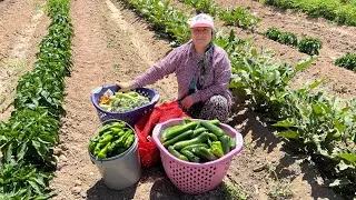 Garden Harvest in the Fertile Lands of Anatolia | Eggplant, Pepper, Cucumber, Zucchini