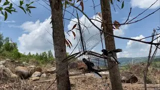 Bẫy chích chòe than đầu mùa , đụng trúng em bổi siêu già