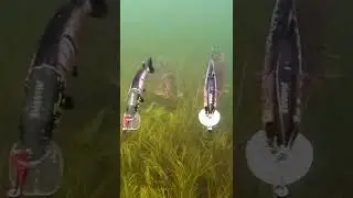 Hard choice: 2 pike vs 2 lures. 