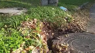 oazis  20181102