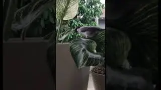 Raju Burung Kutilang Pintar #kutilang #kutilangjinak