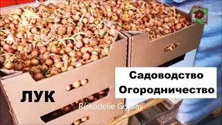 ЛУК САДОВОДСТВО И ОГОРОДНИЧЕСТВО GARDEN