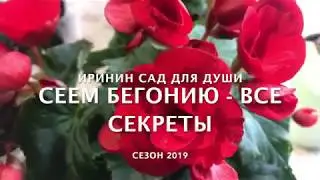 Сеем бегонию  - все секреты!
