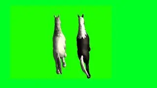 Double Horse Walking And Tutorial Green Screen | Black And White Horses