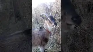 Дочки альпийского козла Сокола
