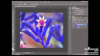 Working with Images Tutorial in Adobe Photoshop