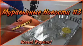 Греция, Новый Формик, Новые матки, Коконы у Герков!!! // Муравьиные новости #3.