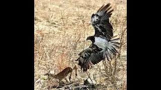 martial eagle hunt!