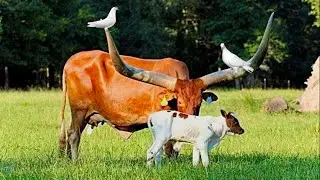 5 Cow breeds with longest horns in the world | biggest bull in the world | best cows