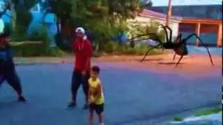 Aranha gigante ataca a Rua Coronel Marcondes