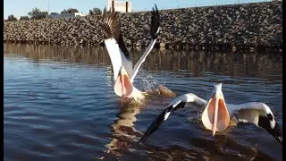 Pelican Attack