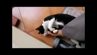 Dua Mata Zorro