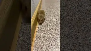 Бежит